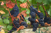 vines